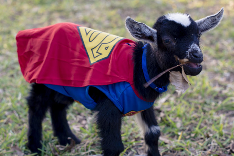 Baby Goats Dress up for Halloween | Moderately High Maintenance