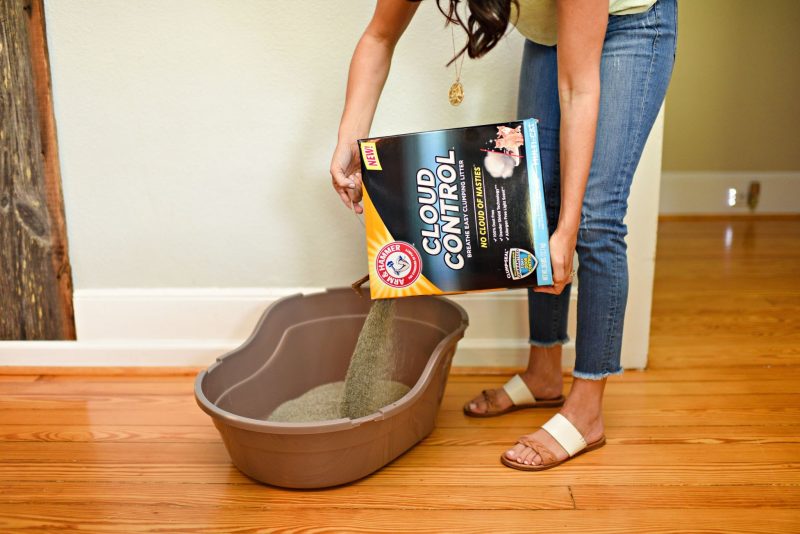 How to Keep Your House Clean with Cats Moderately High Maintenance
